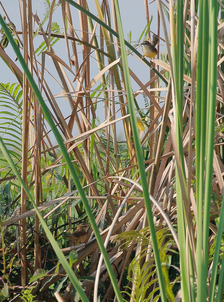 Black-browed Reed Warbler - Neoh Hor Kee