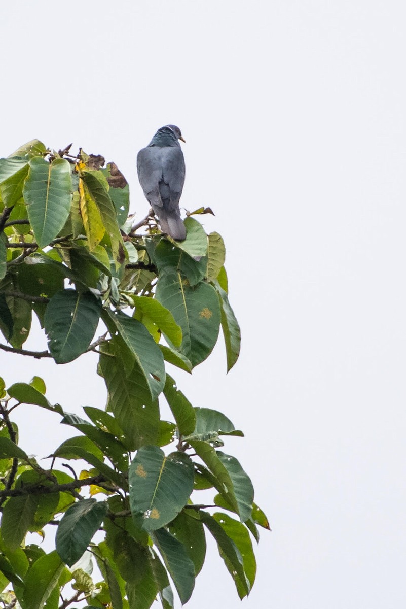 Band-tailed Pigeon - Ragupathy Kannan