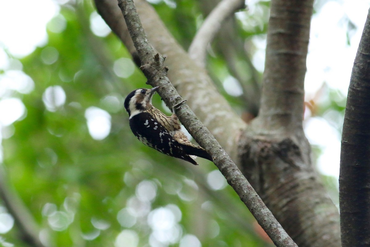 Gray-capped Pygmy Woodpecker - ML131004461