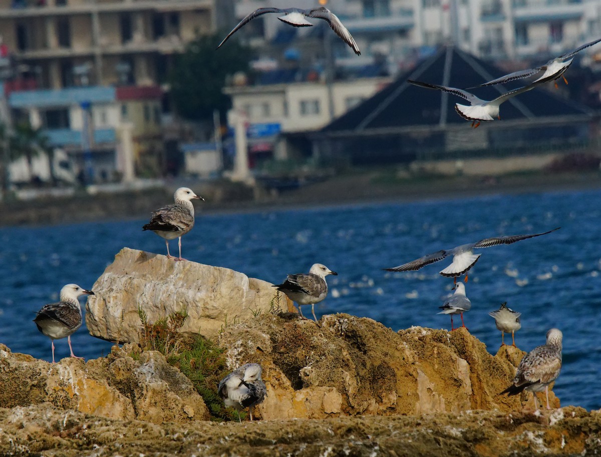 Caspian Gull - Oğuz Eldelekli
