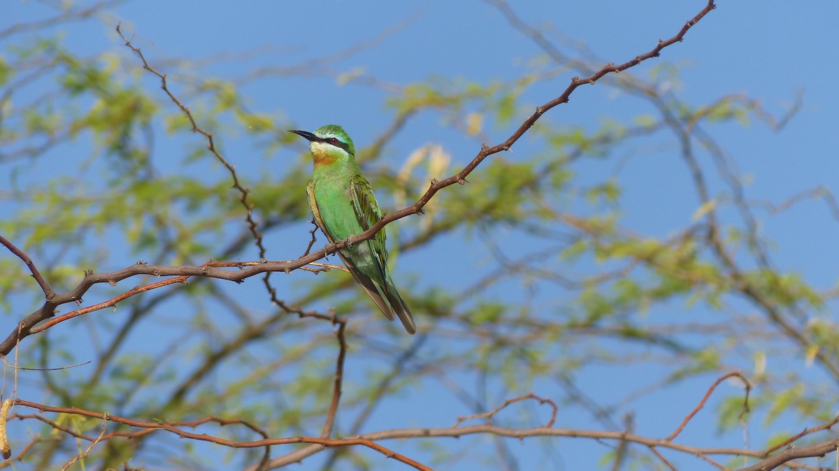Blue-cheeked Bee-eater - Deven Kammerichs-Berke