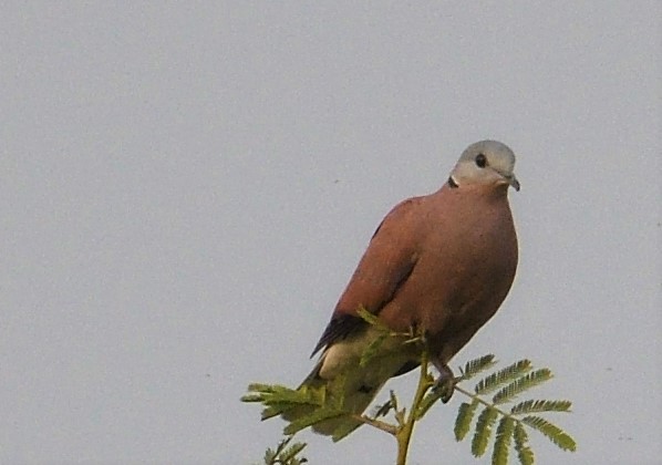 Red Collared-Dove - ML131012761