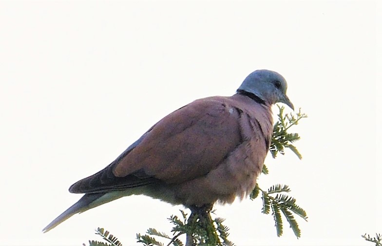 Red Collared-Dove - ML131012771
