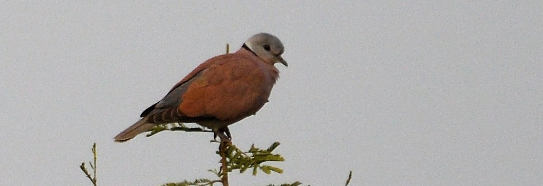Red Collared-Dove - ML131012781