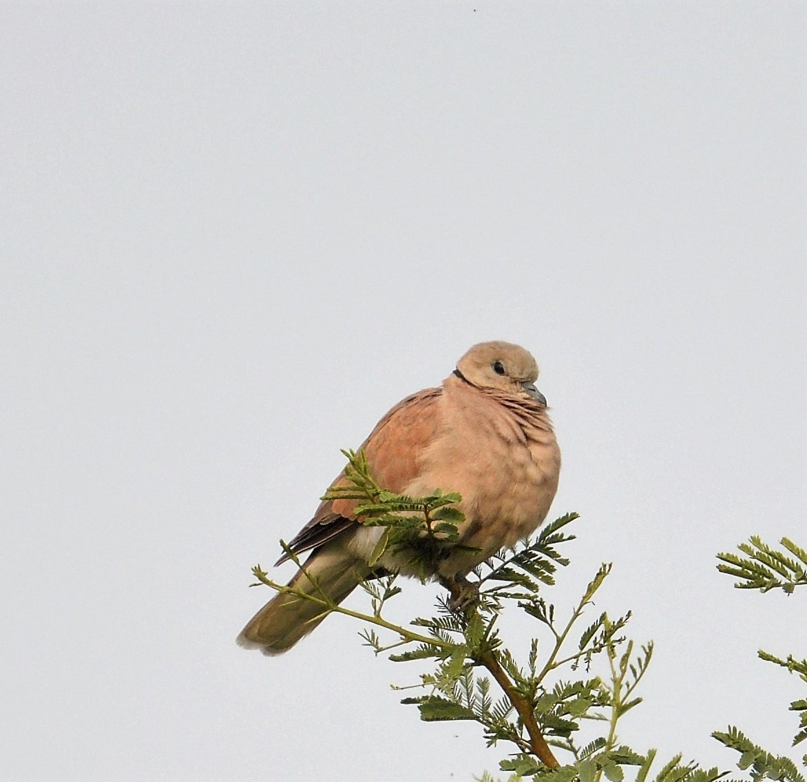 Red Collared-Dove - ML131012791