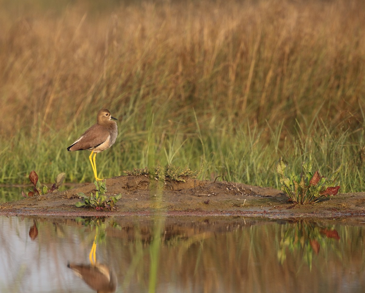 White-tailed Lapwing - ANIL T