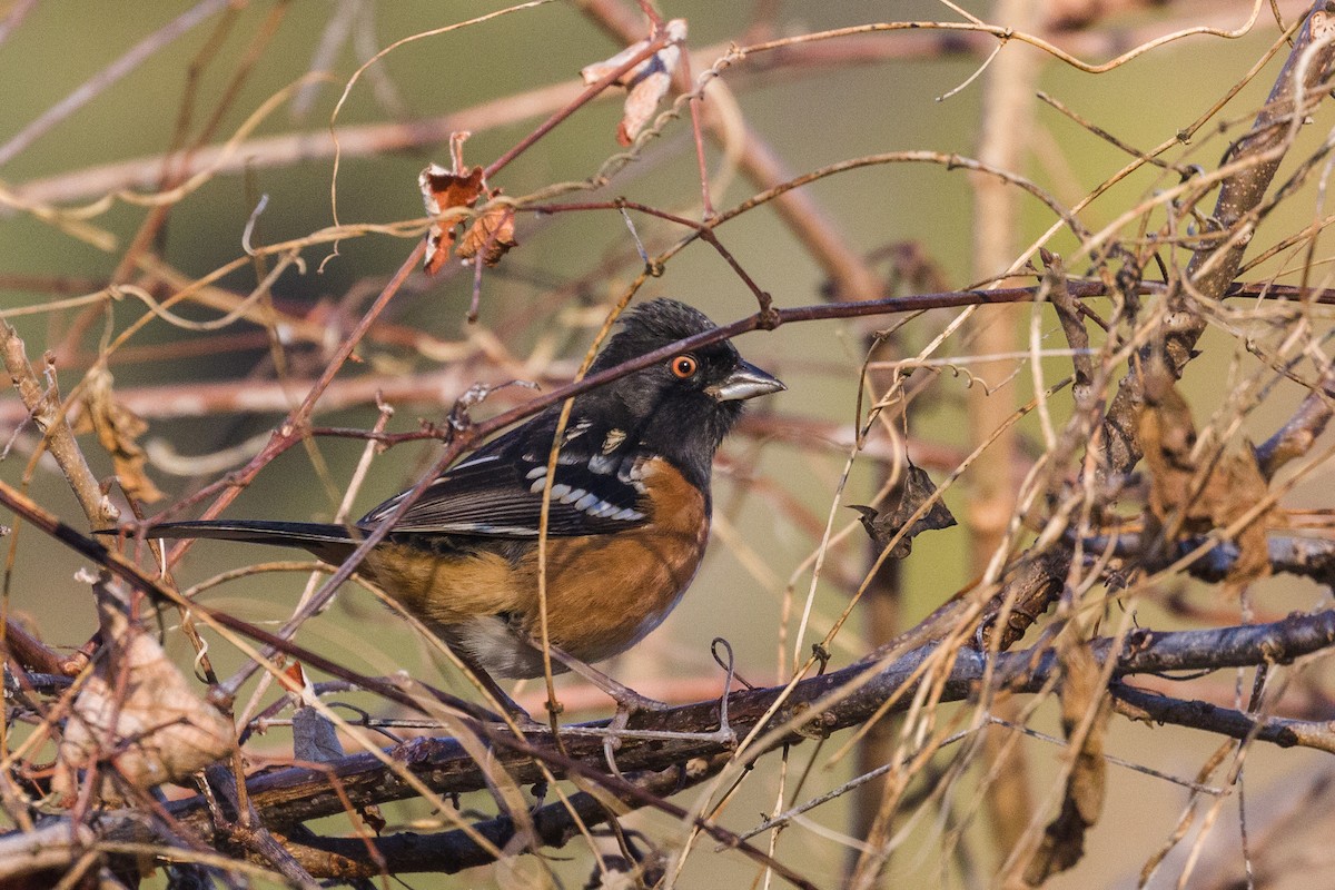 Spotted Towhee - Kenny Younger