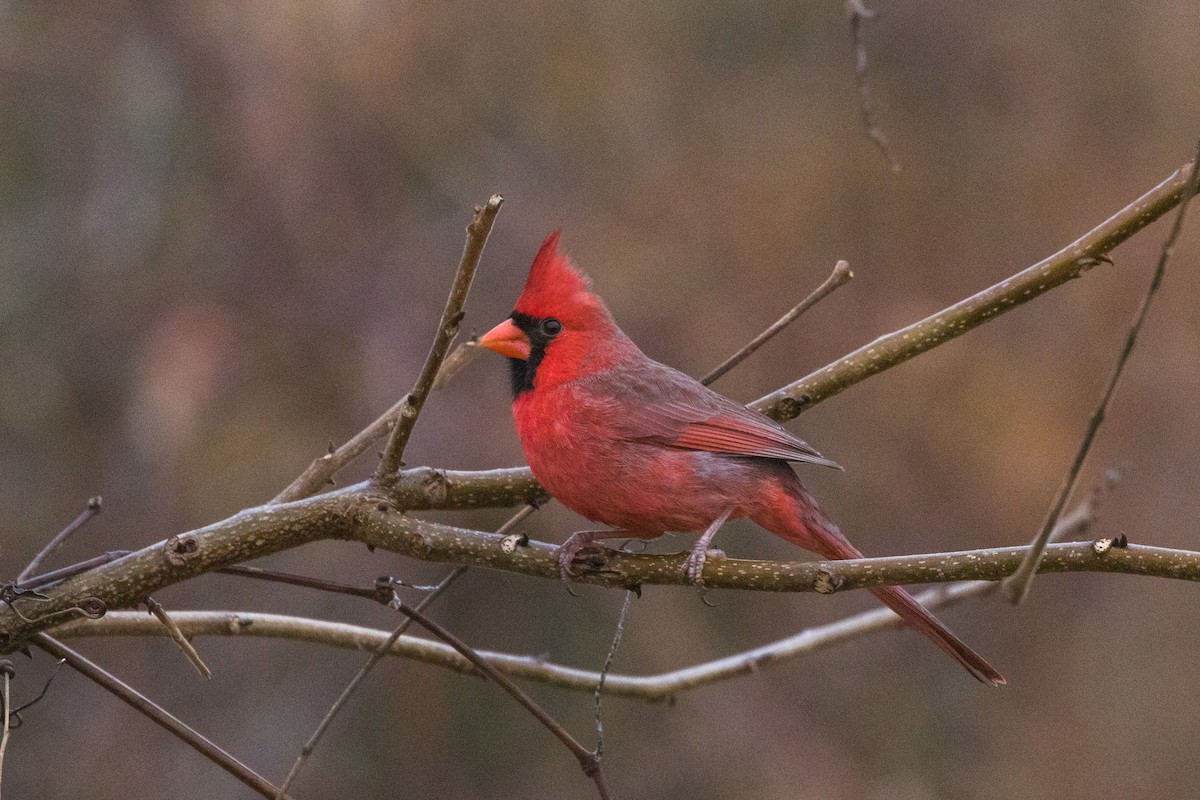 Northern Cardinal - Kenny Younger