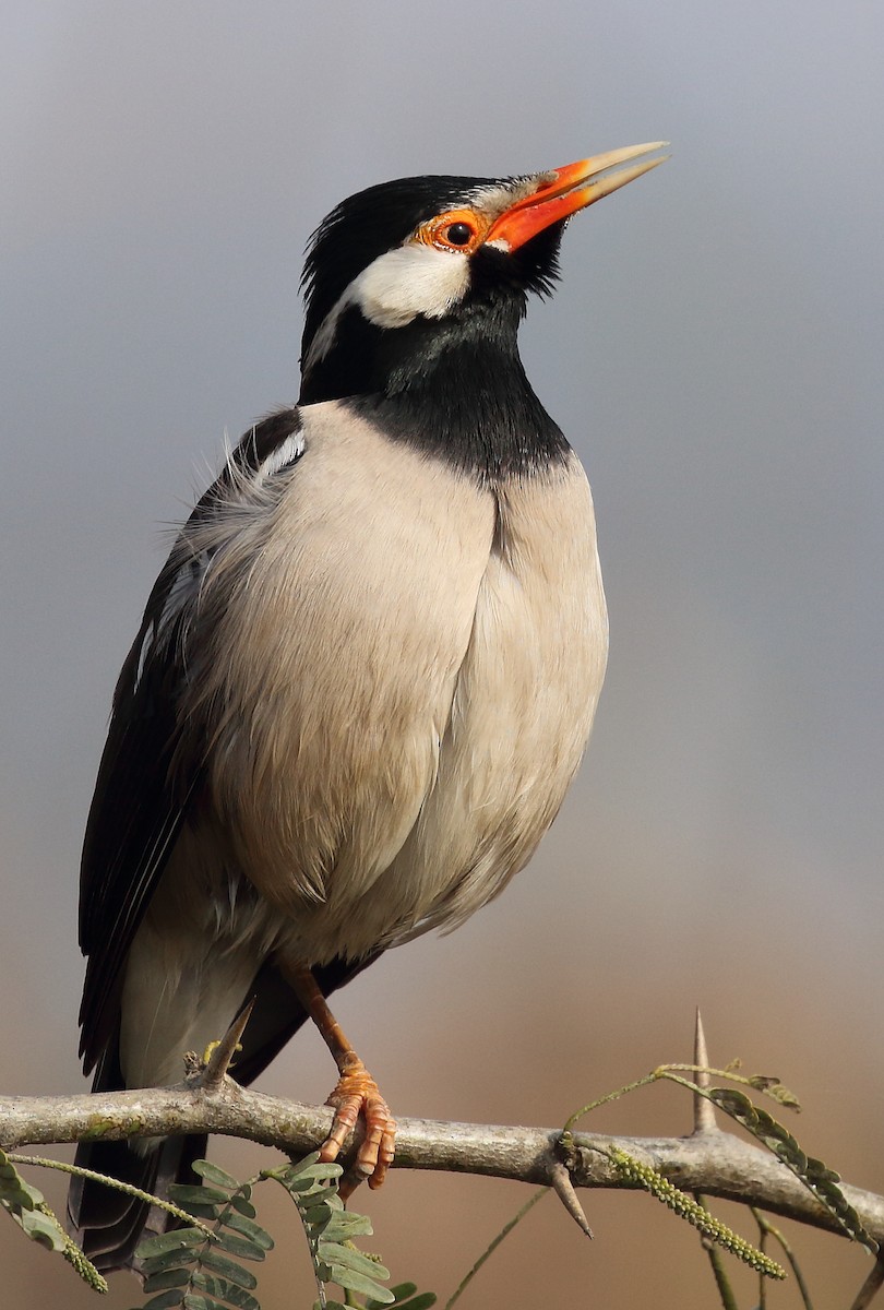 Indian Pied Starling - ML131016311