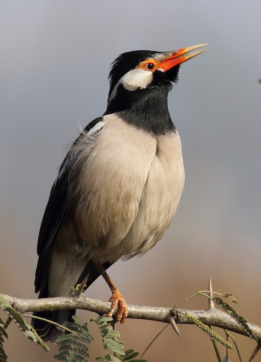 Indian Pied Starling - ANIL T