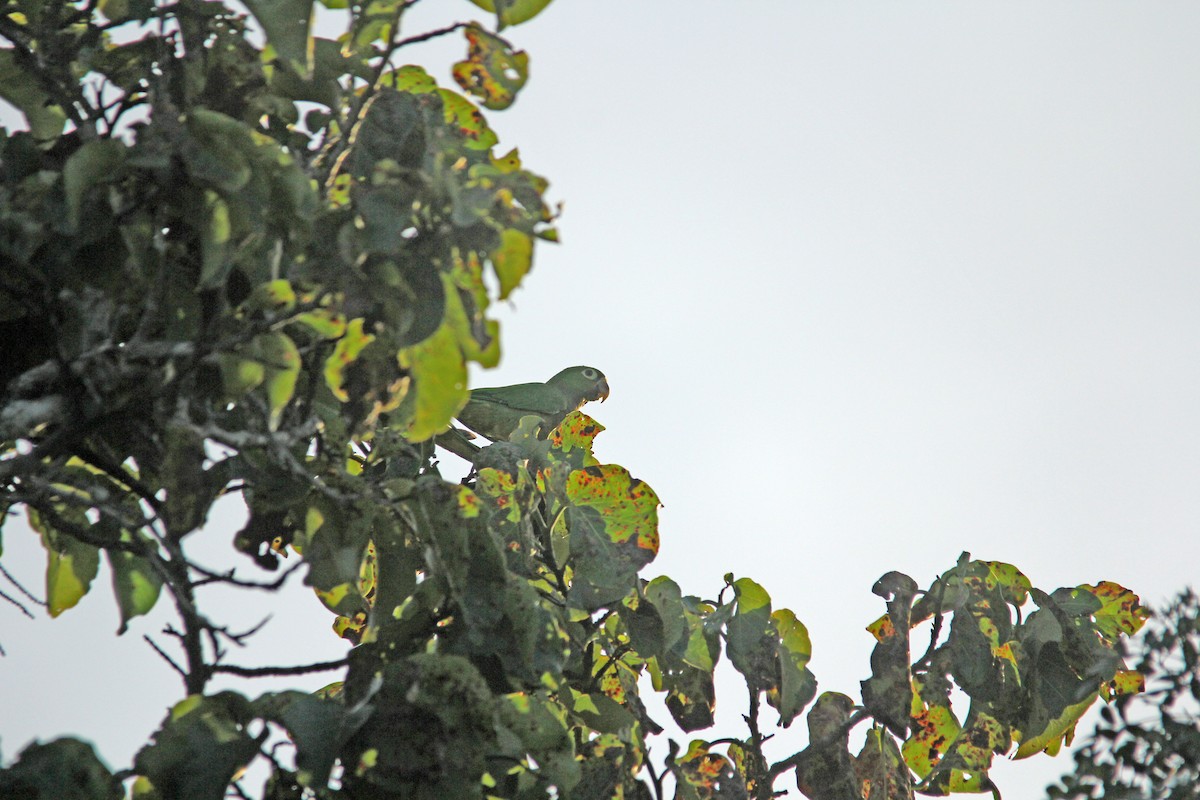 Olive-throated Parakeet (Aztec) - Ken Murphy