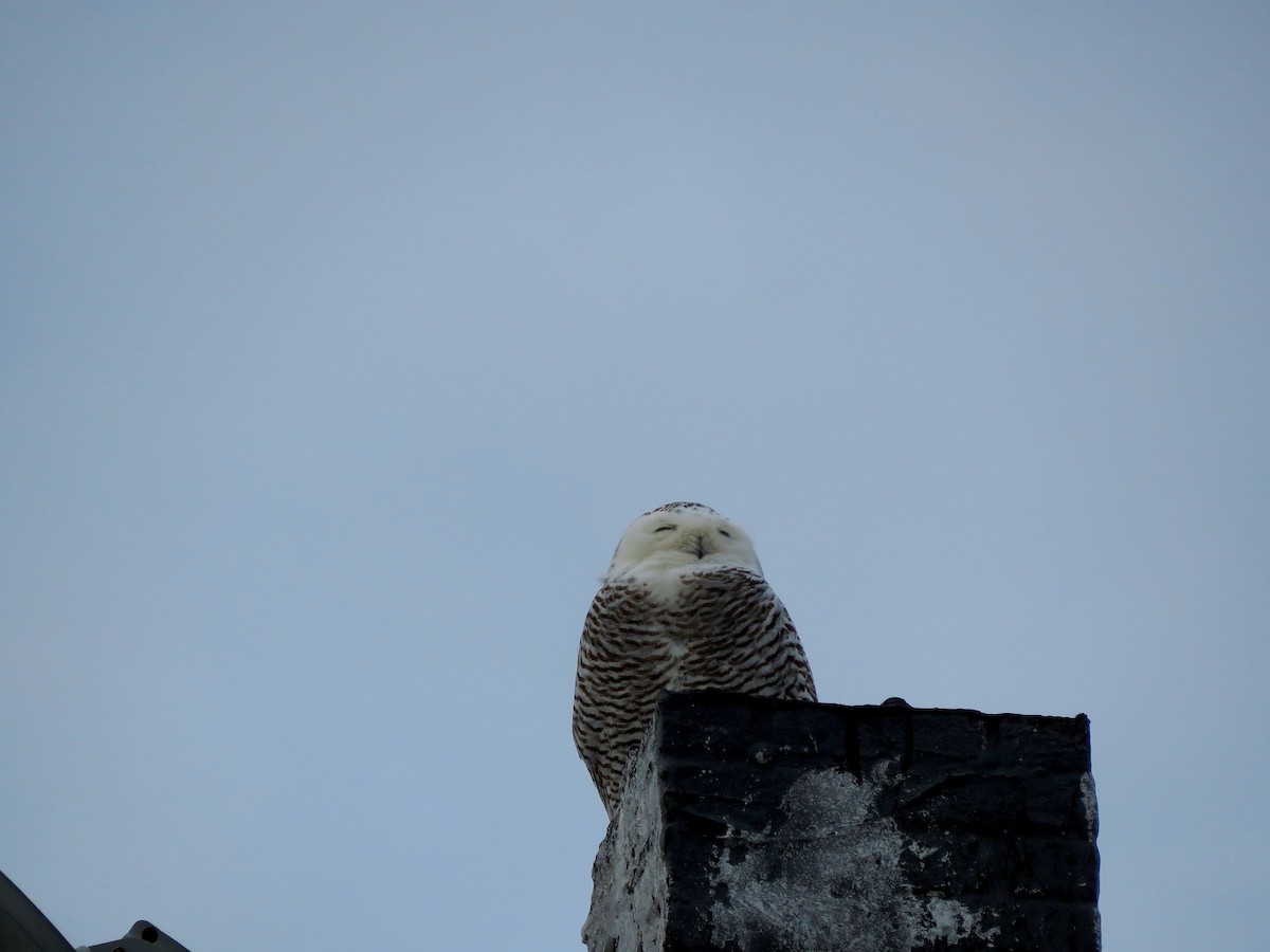 Snowy Owl - ML131017971