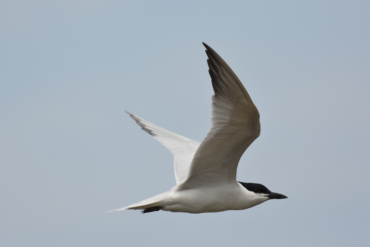 Gull-billed Tern - ML131018091