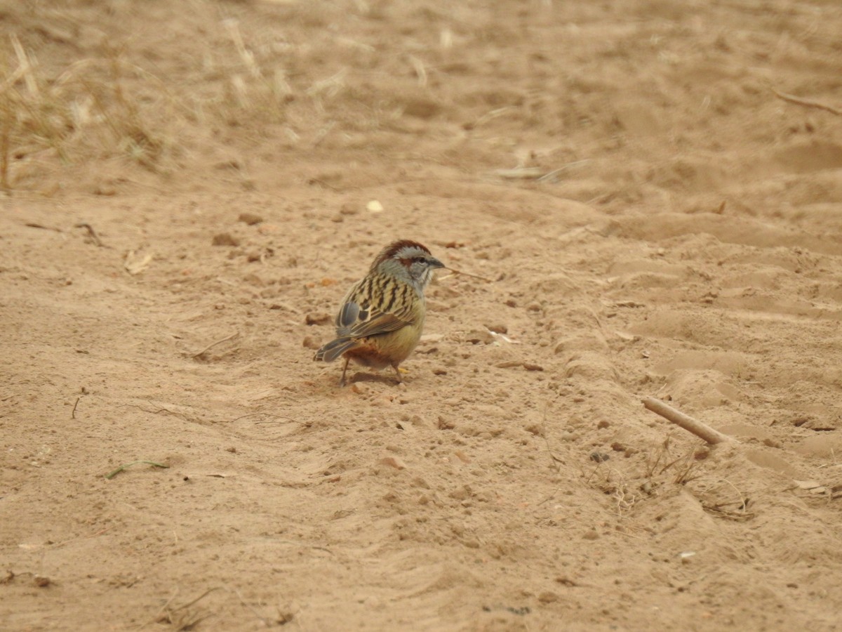 Chaco Sparrow - ML131018521