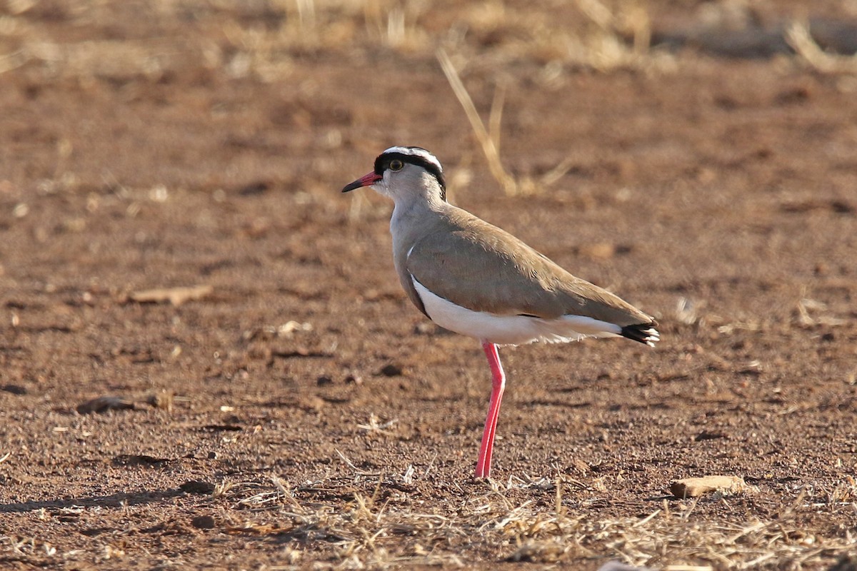 Crowned Lapwing - ML131021081