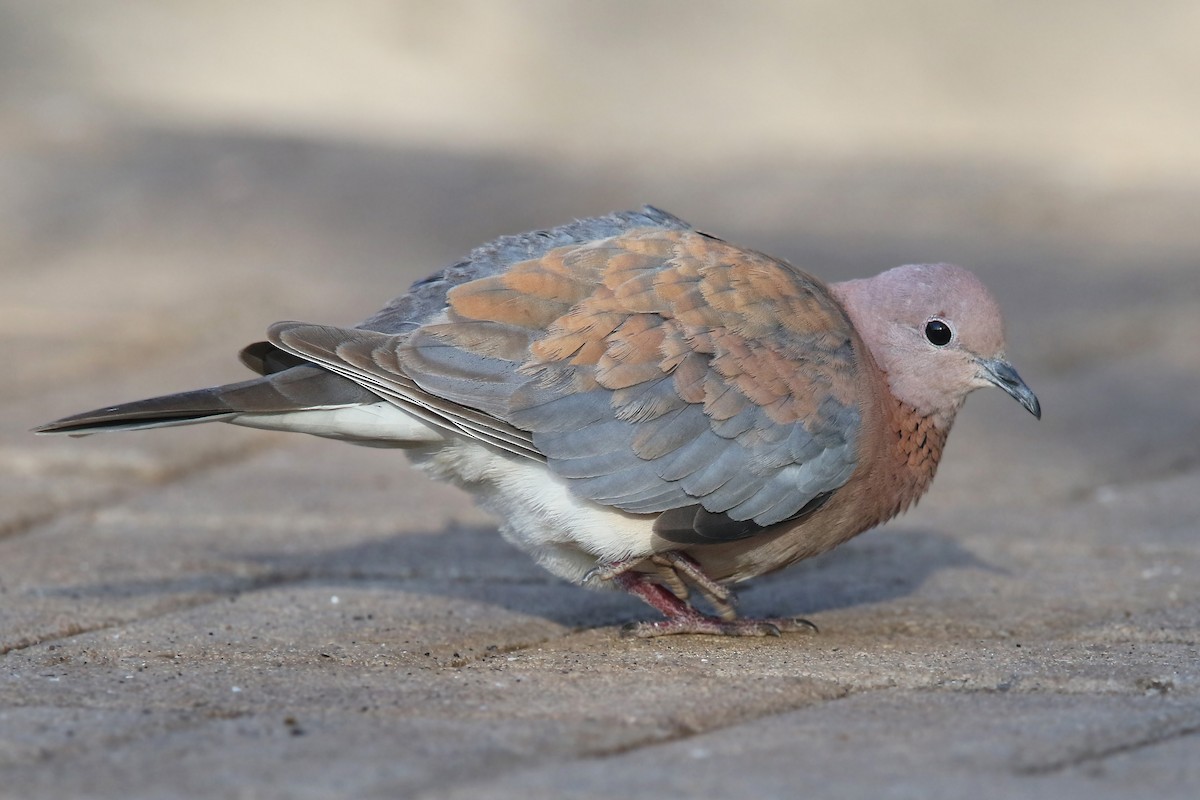 Laughing Dove - ML131021671