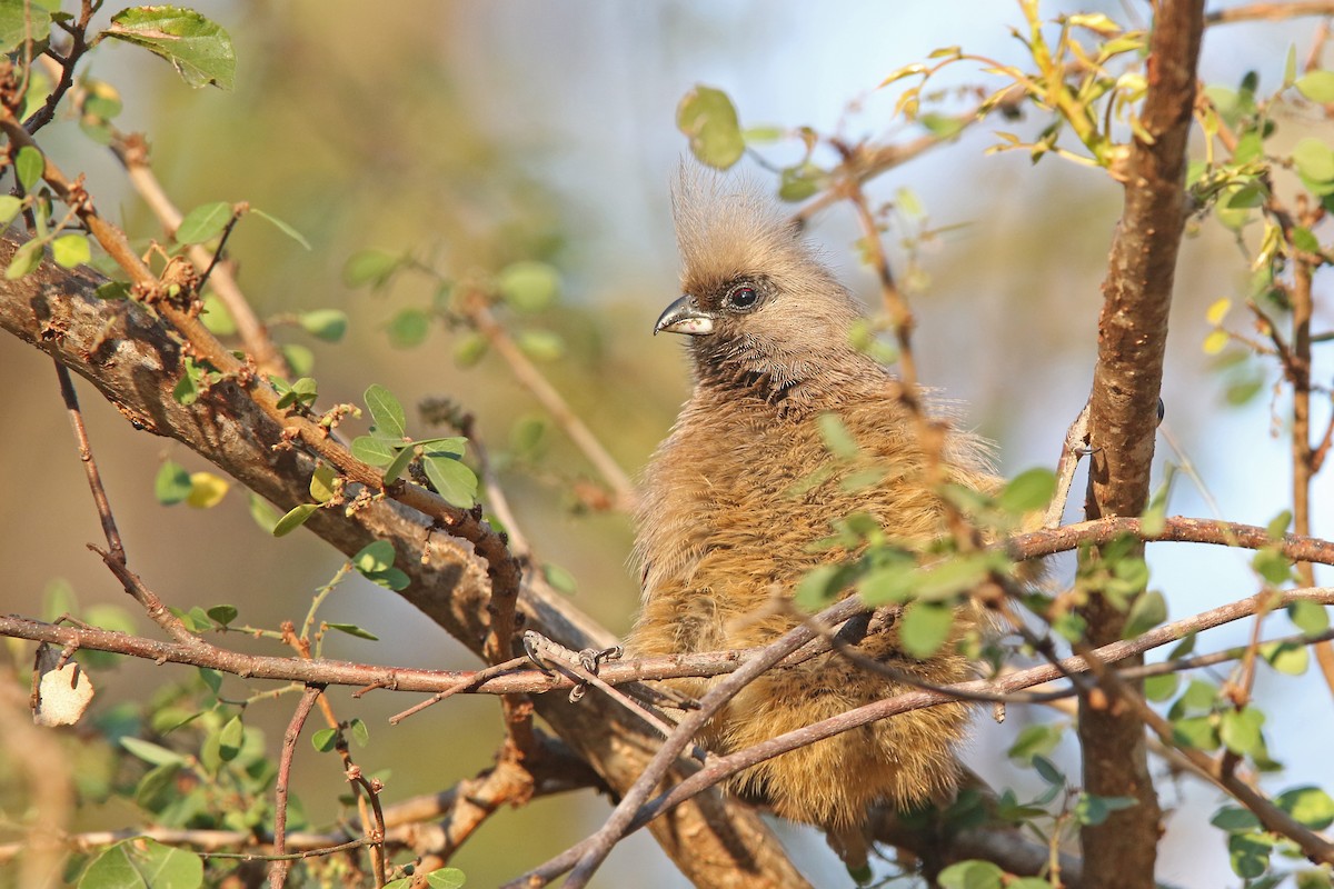 Speckled Mousebird - ML131022861