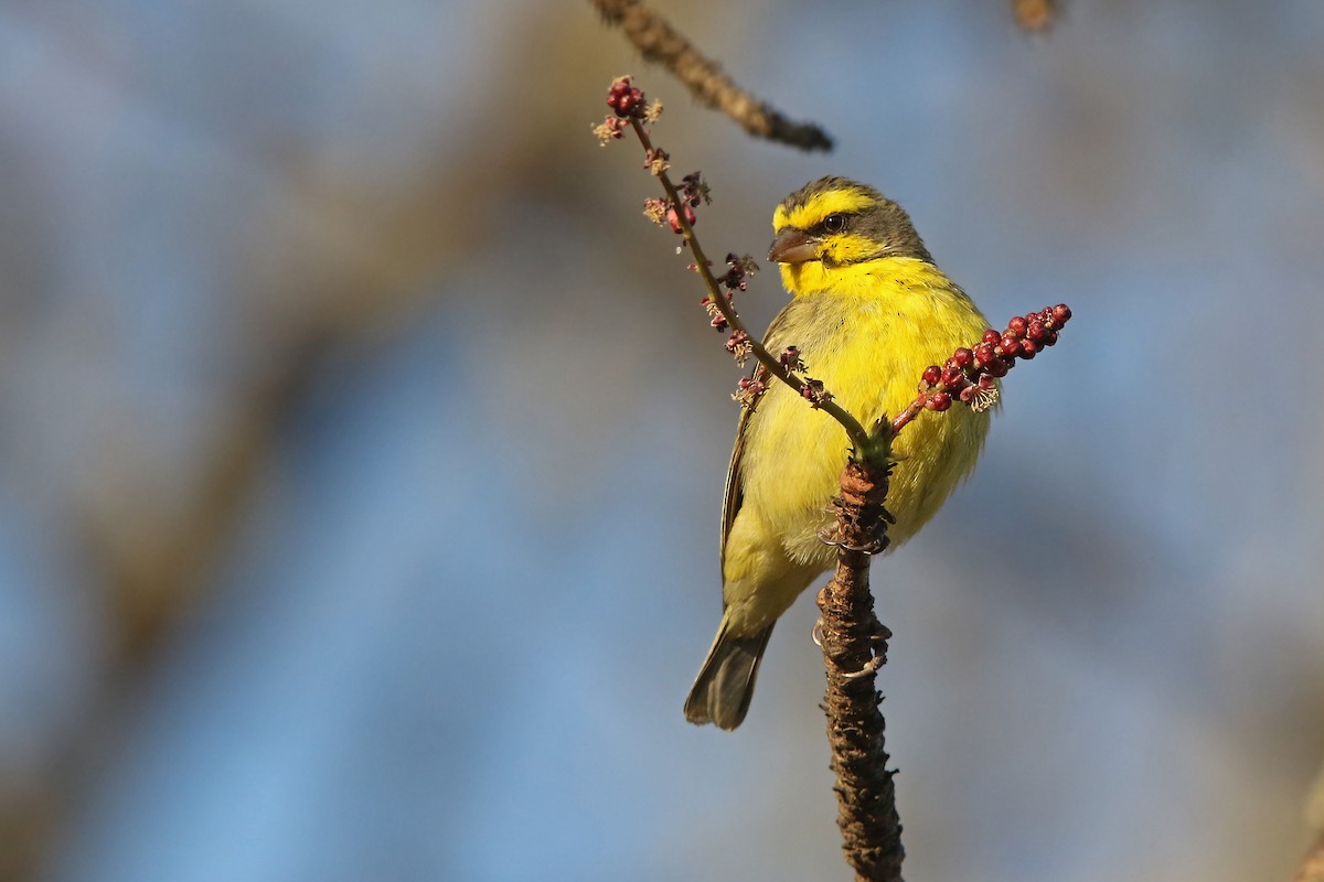 Yellow-fronted Canary - ML131022971