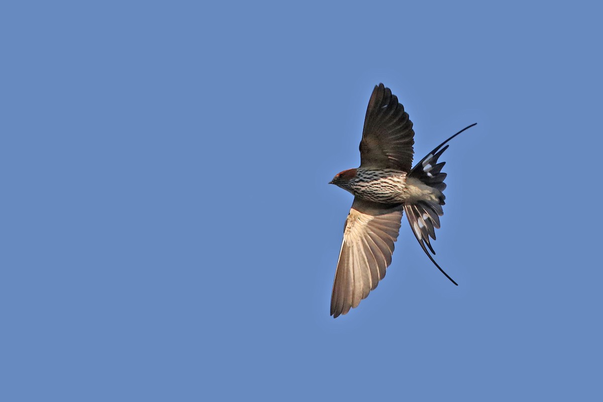 Lesser Striped Swallow - Volker Hesse