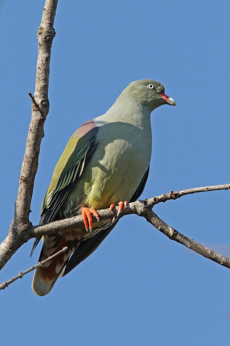 African Green-Pigeon - ML131023211