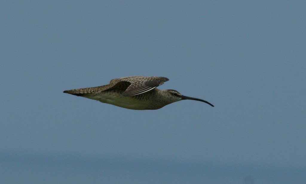 Whimbrel - Bill Purcell