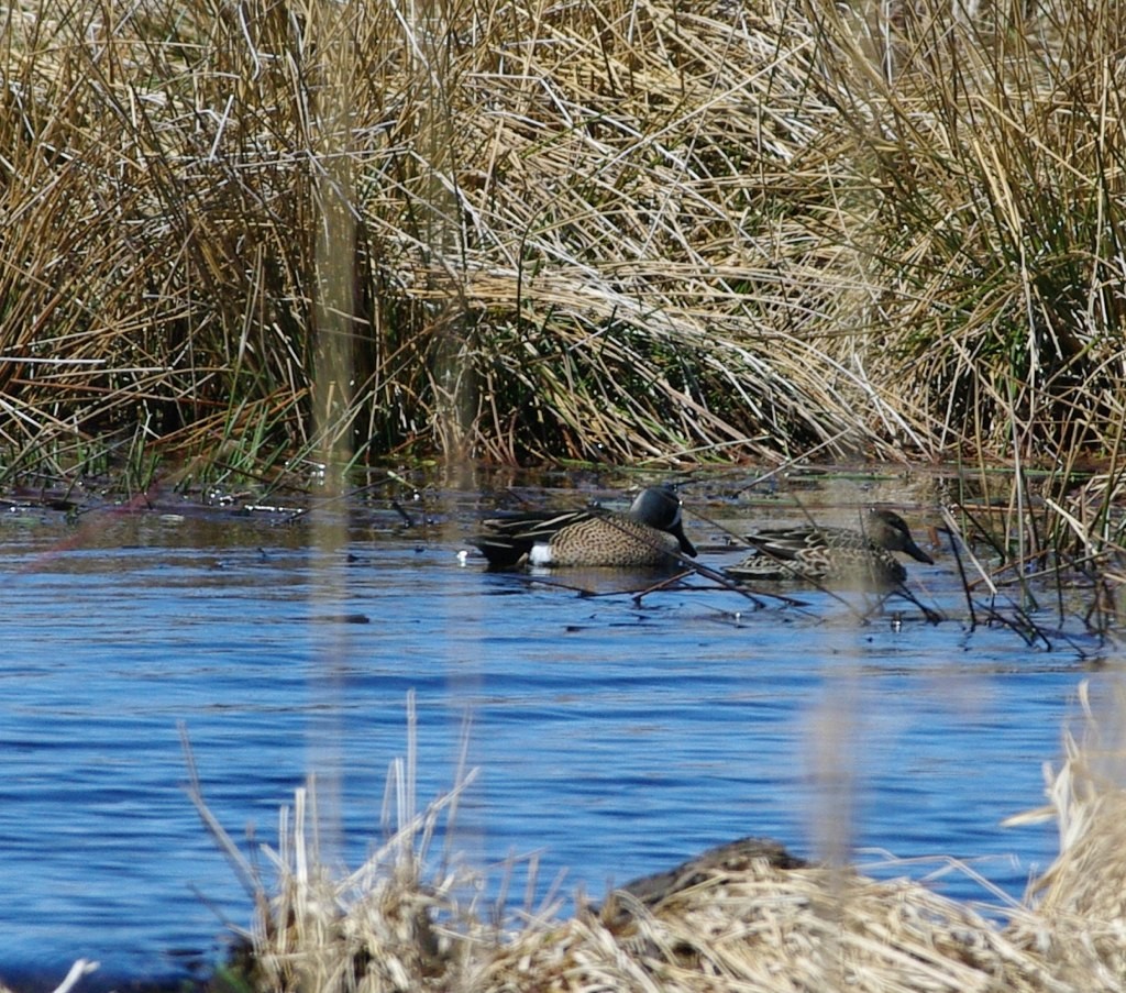 Blue-winged Teal - ML131028351