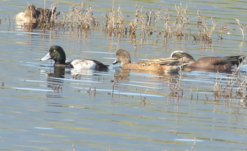 Greater Scaup - ML131031081