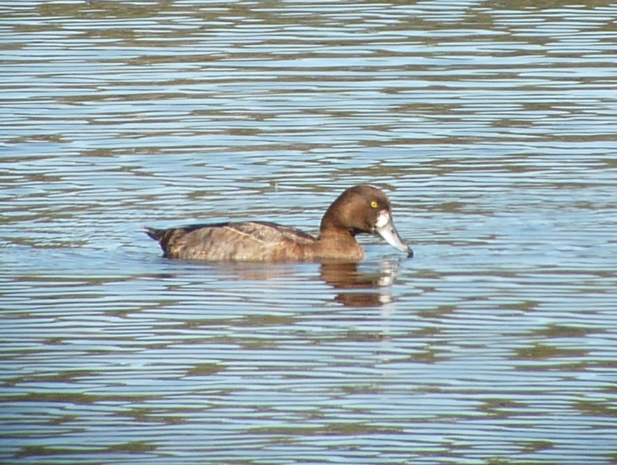 Greater Scaup - ML131031101