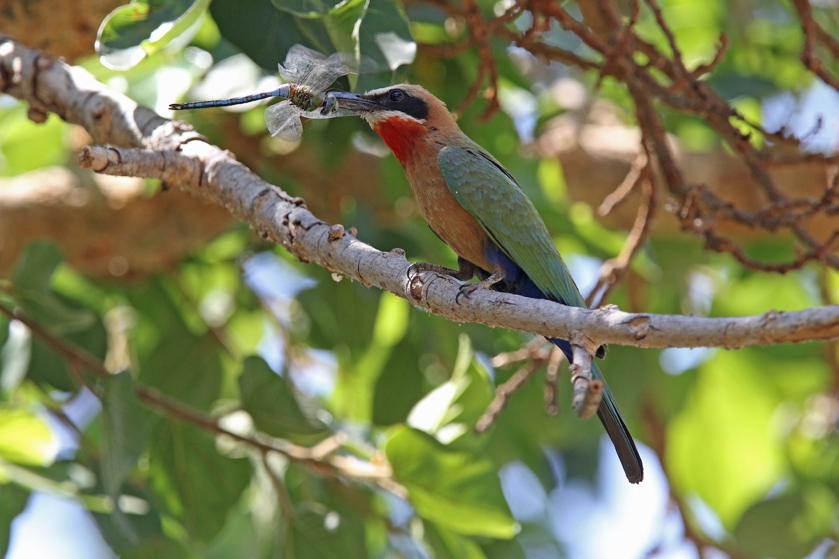 White-fronted Bee-eater - ML131033571
