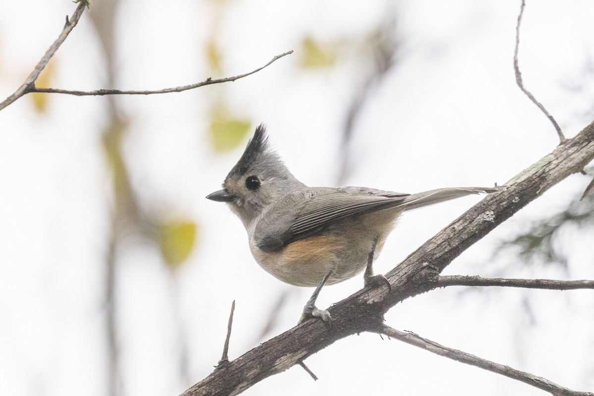 Black-crested Titmouse - Kenny Younger