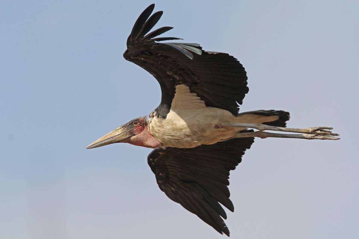 Marabou Stork - ML131034471
