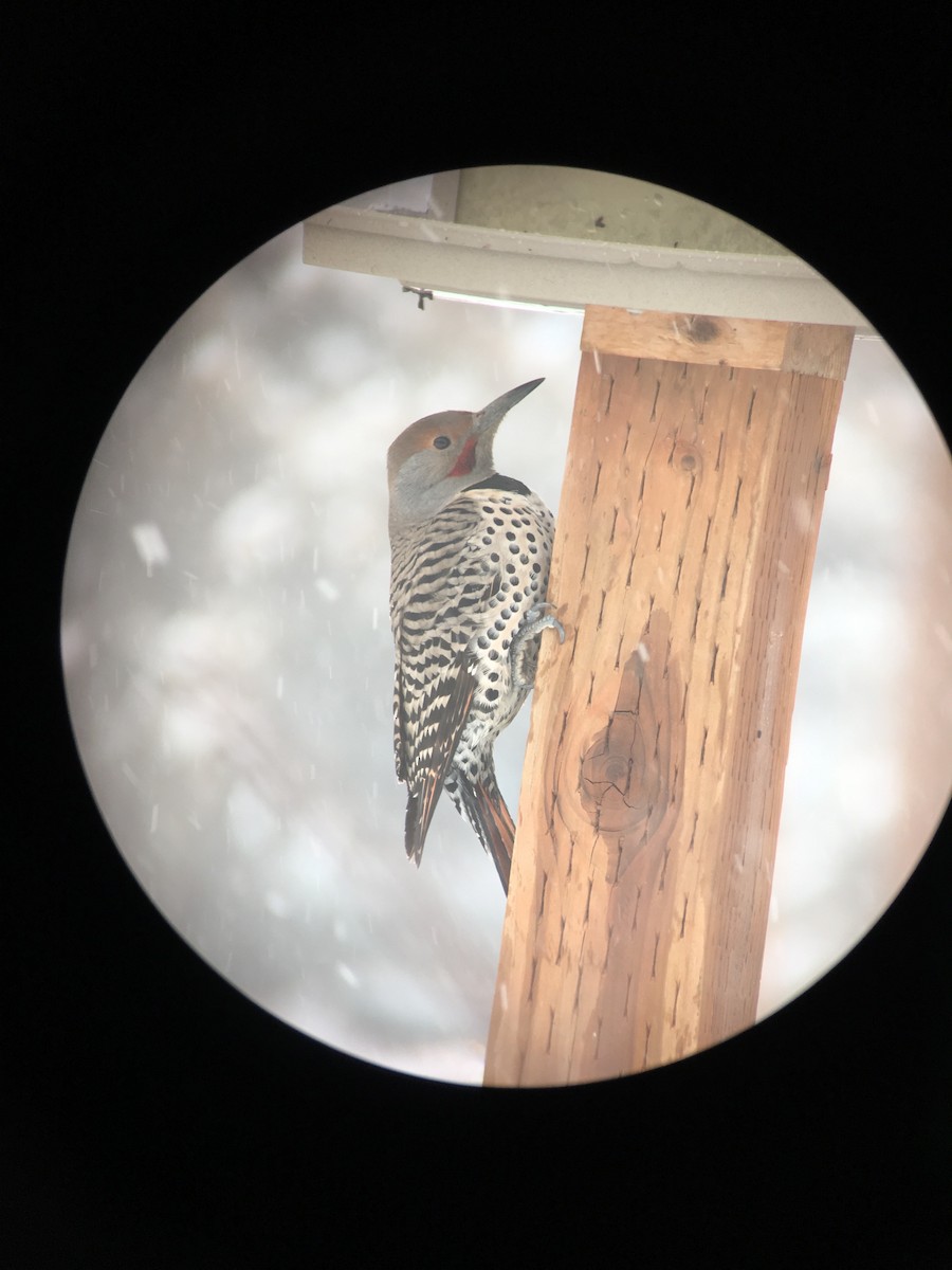 Northern Flicker (Yellow-shafted x Red-shafted) - ML131037771