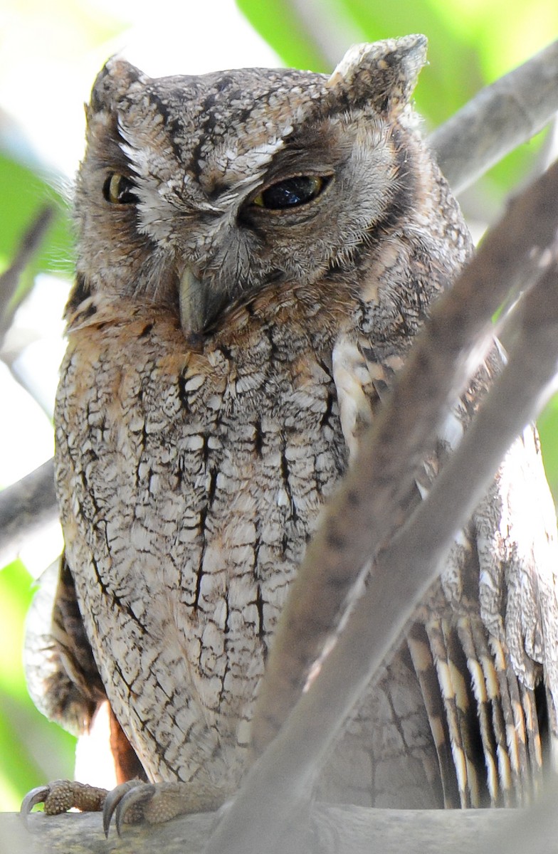 Tropical Screech-Owl - ML131041201