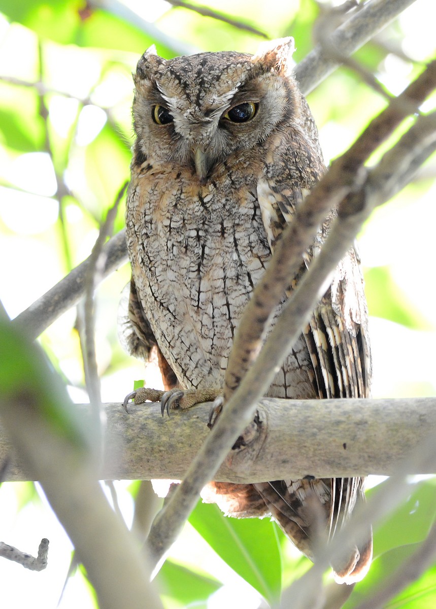 Tropical Screech-Owl - ML131041231