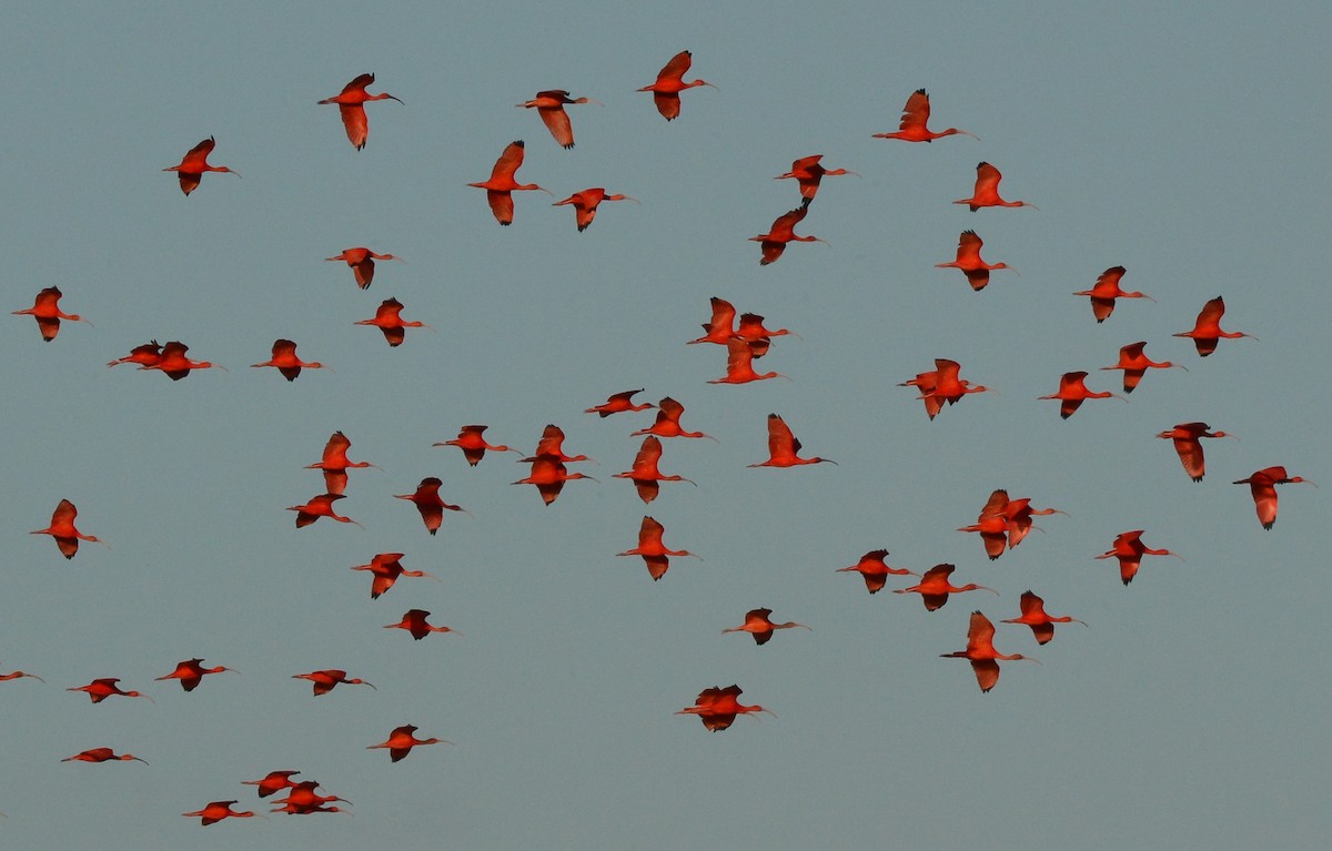 Scarlet Ibis - ML131041451
