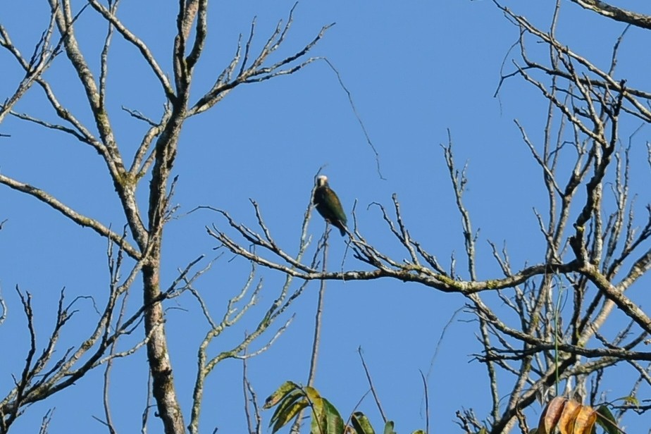 White-crowned Parrot - ML131042511