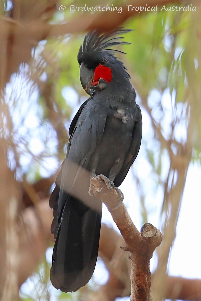Palm Cockatoo - Doug Herrington || Birdwatching Tropical Australia Tours