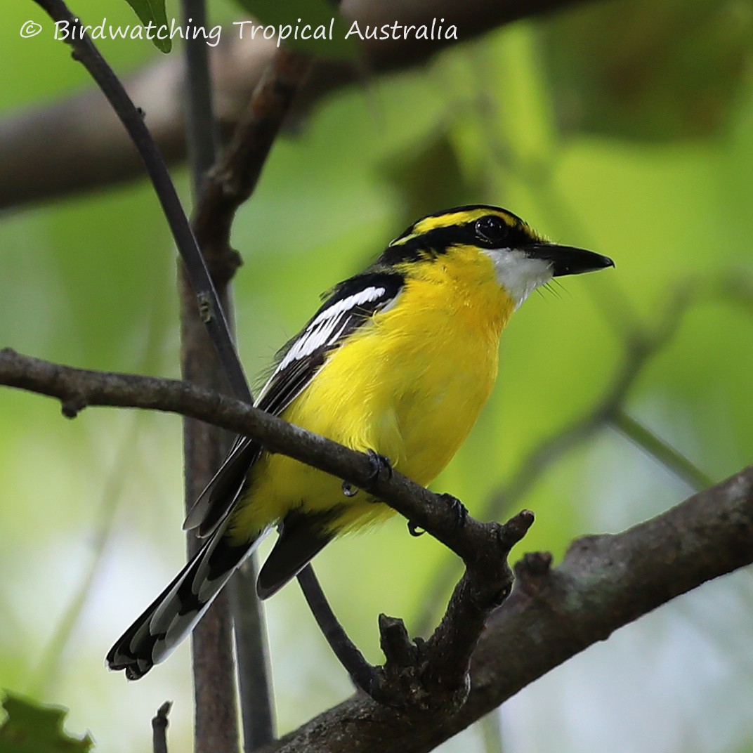 Yellow-breasted Boatbill - Doug Herrington || Birdwatching Tropical Australia Tours