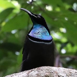 Magnificent Riflebird