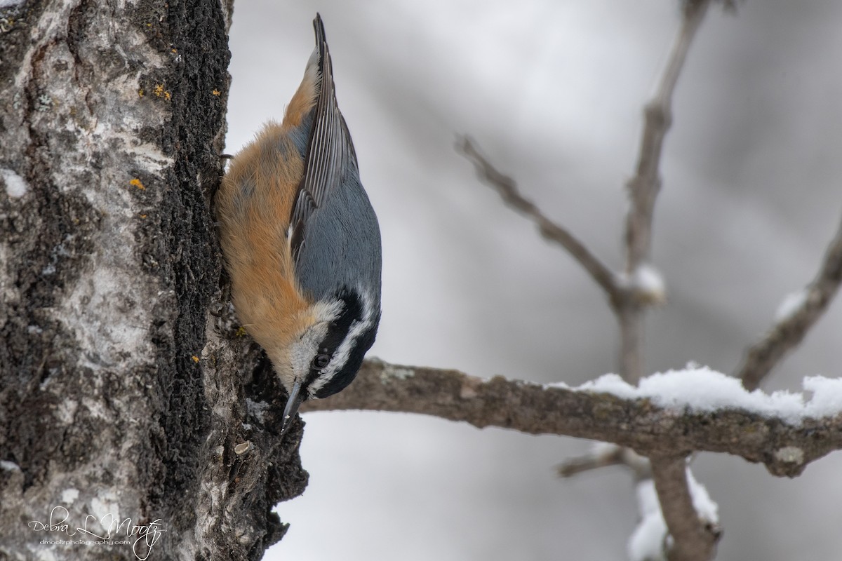 Red-breasted Nuthatch - ML131047461