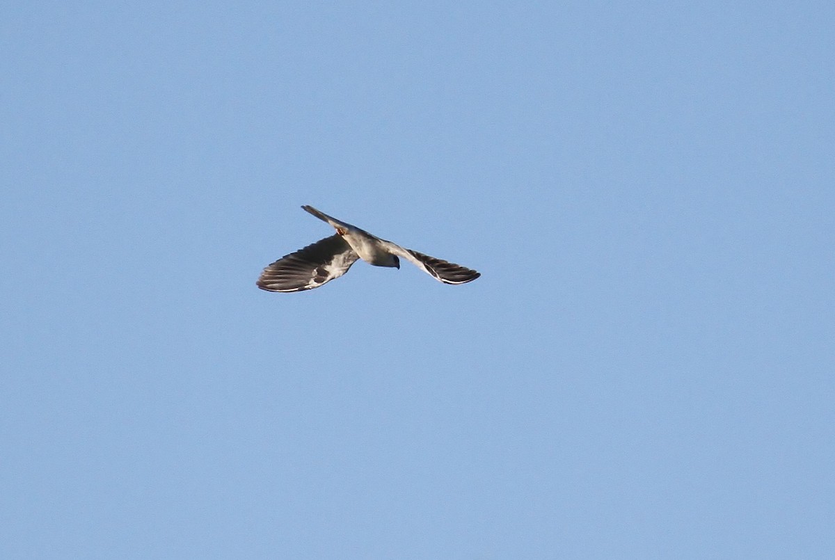 White-tailed Kite - ML131051611