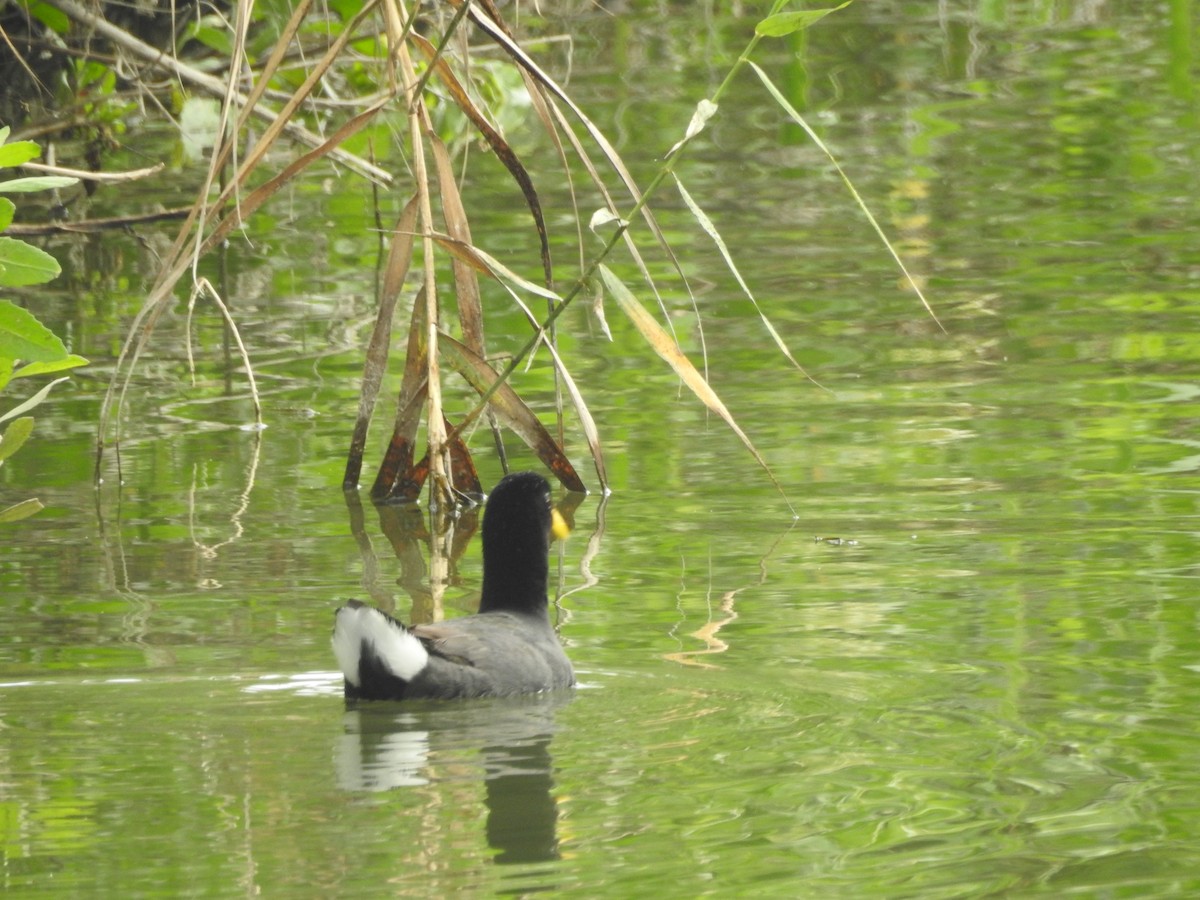 Red-fronted Coot - ML131055101