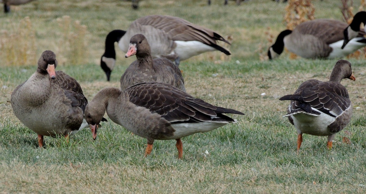 Greater White-fronted Goose - ML131055711