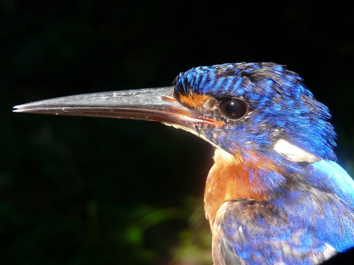 Blue-eared Kingfisher - Simon Mitchell