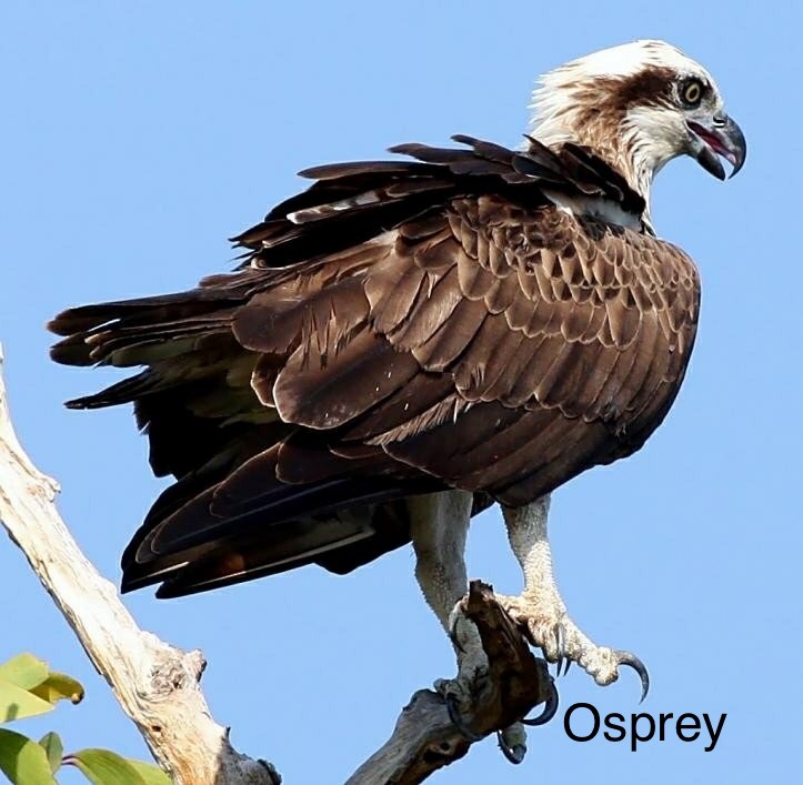 Osprey (Australasian) - Edward Smith