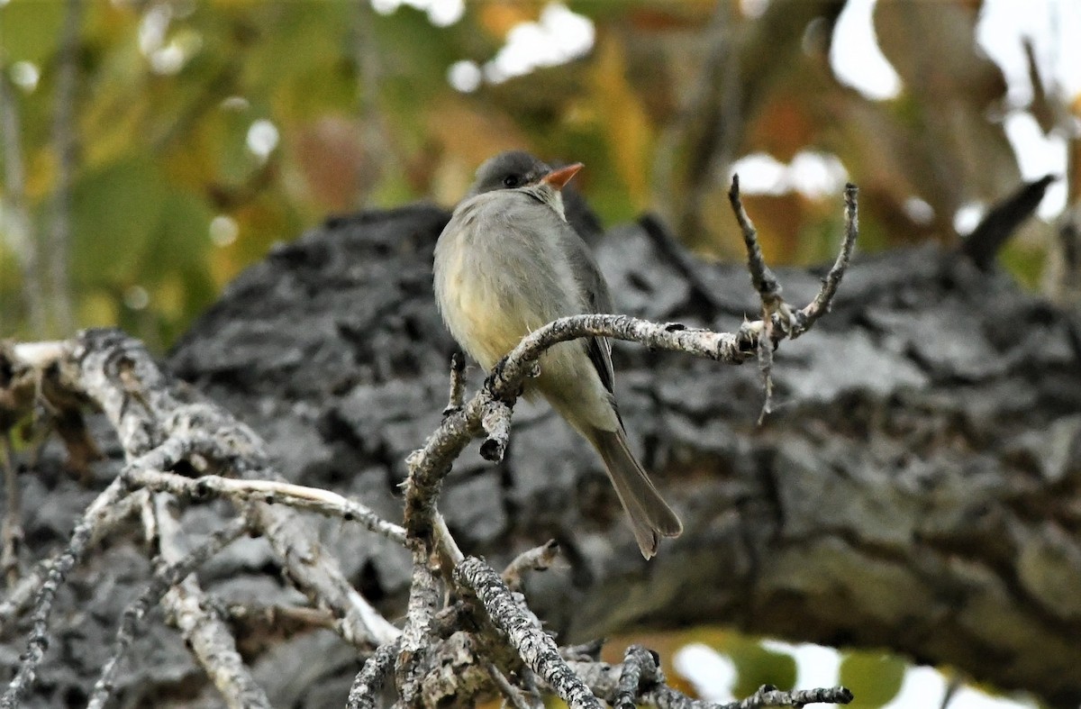 Greater Pewee - David Beaudette