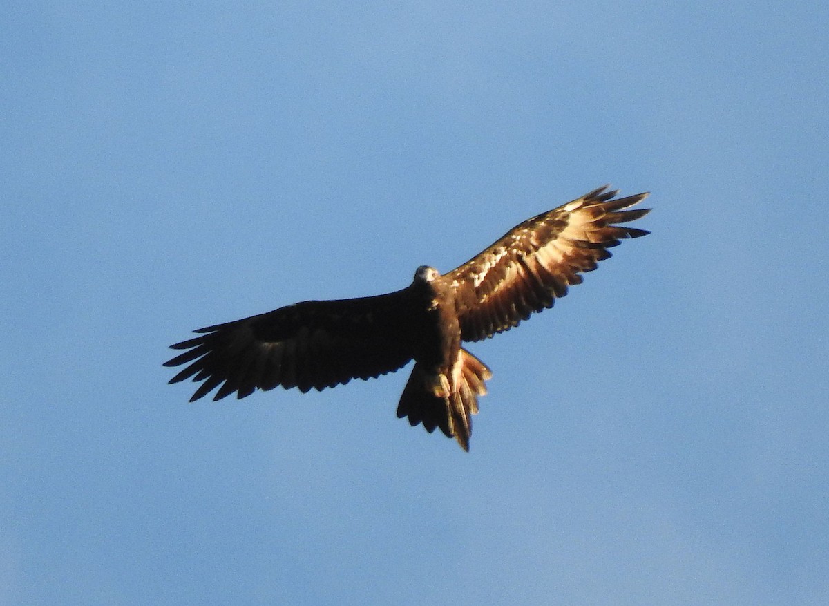 Wedge-tailed Eagle - ML131058681