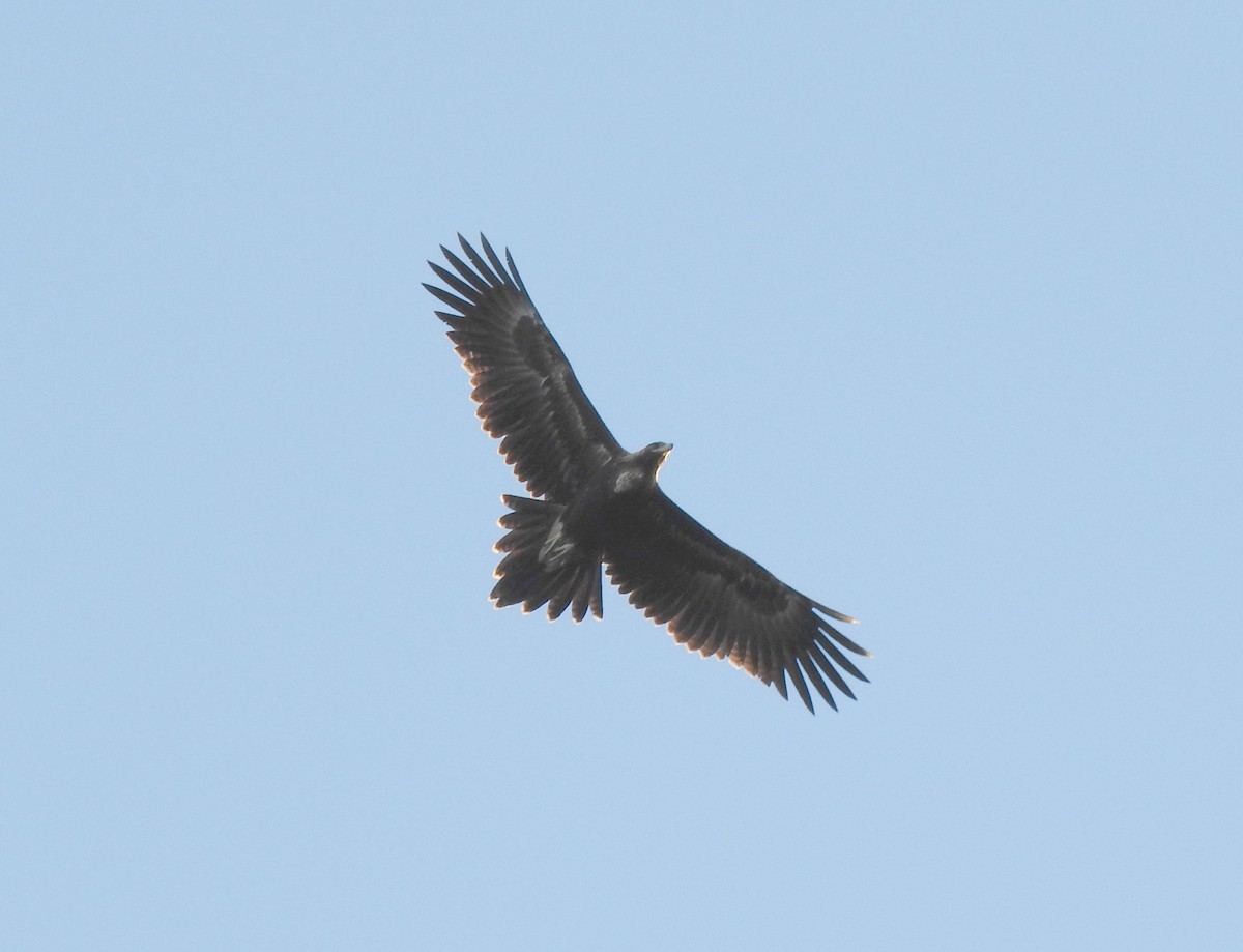 Wedge-tailed Eagle - ML131058711
