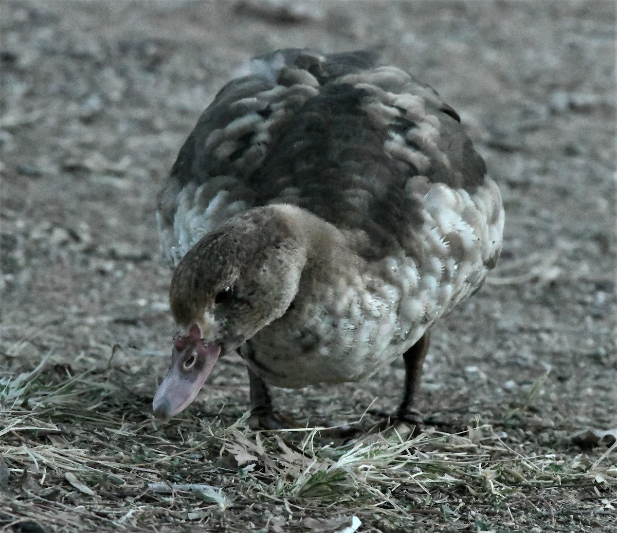 Muscovy Duck (Domestic type) - ML131058721
