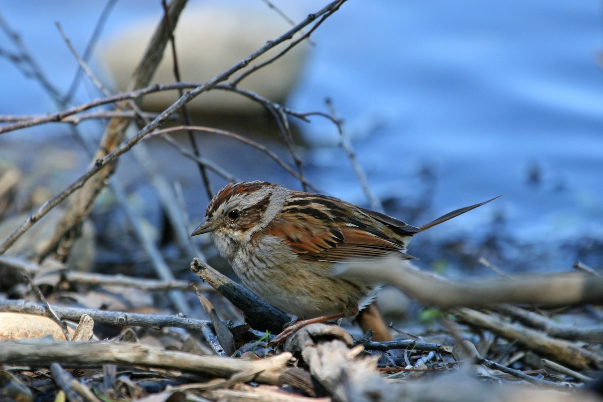 Swamp Sparrow - Joel Priebe